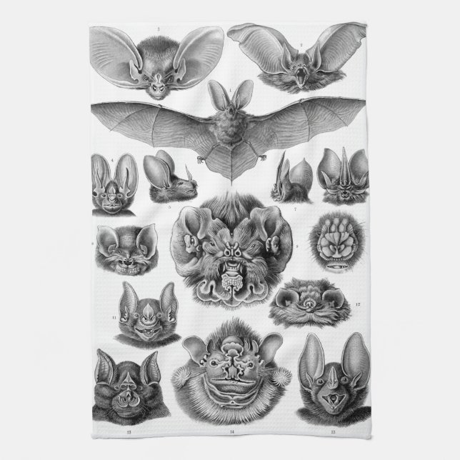 Linge De Cuisine Chiroptera de Haeckel (Vertical)
