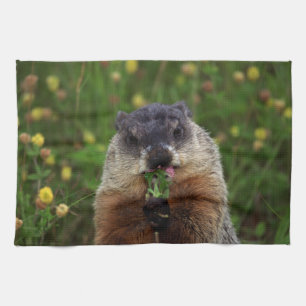 Linge De Cuisine Consommation de marmotte de printemps