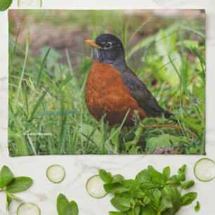 Linge De Cuisine Curieux oiseau-chanteur américain Robin dans l'her