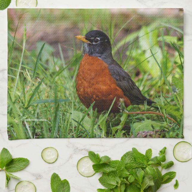 Linge De Cuisine Curieux oiseau-chanteur américain Robin dans l'her (Plié)