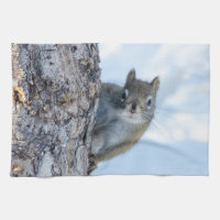 Curious Squirrel, Canadian Animal Photography