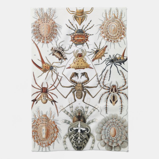 Linge De Cuisine Ernst Haeckel Arachnida Poster Coque-Mate i (Vertical)