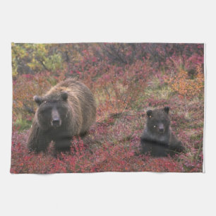 Linge De Cuisine États-Unis, Alaska, Parc national de Denali. Ours 