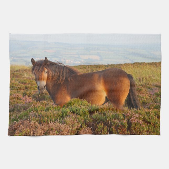 Linge De Cuisine Exmoor pony, cheval, Somerset, Angleterre (Horizontal)