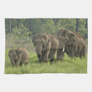 Linge De Cuisine Famille d'éléphants indiens