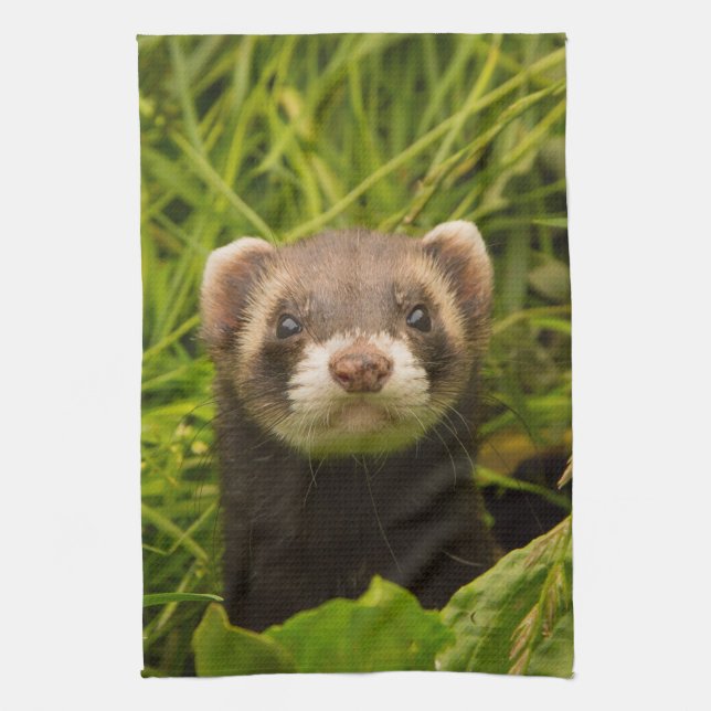 Linge De Cuisine Ferret Brown dans l'herbe (Vertical)