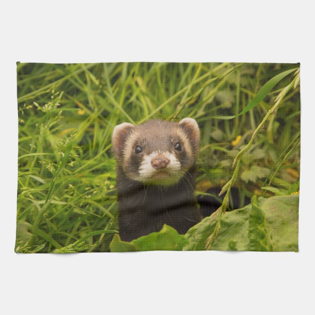 Linge De Cuisine Ferret Brown dans l'herbe (Horizontal)