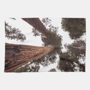 Linge De Cuisine forêt, arbre