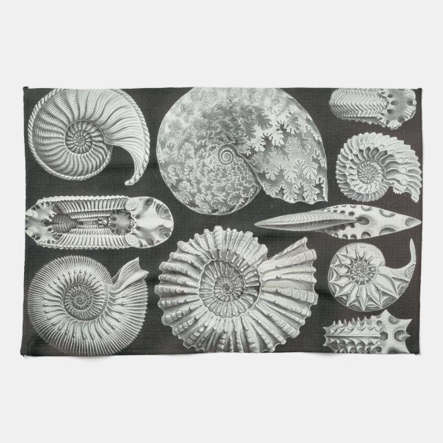 Linge De Cuisine Fossiles d'Ernst Haeckel Ammonitida (Horizontal)