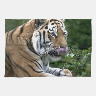 Linge De Cuisine Grooming Tiger