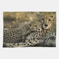 Guépard, Acinonyx jubatus, avec un petit dans le M