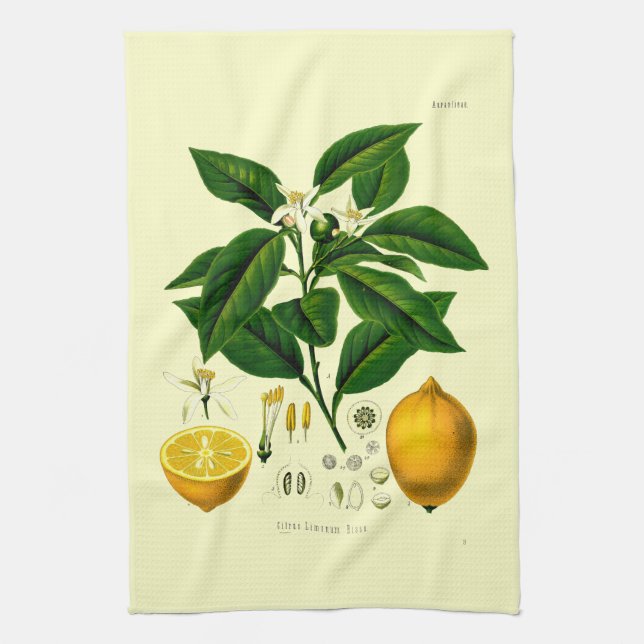 Linge De Cuisine Illustration botanique de citron de l'époque victo (Vertical)