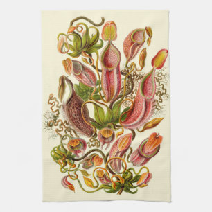 Linge De Cuisine Illustration botanique de la plante carnivore de H
