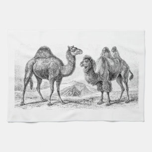 Linge De Cuisine Illustration vintage de chameau - rétros chameaux