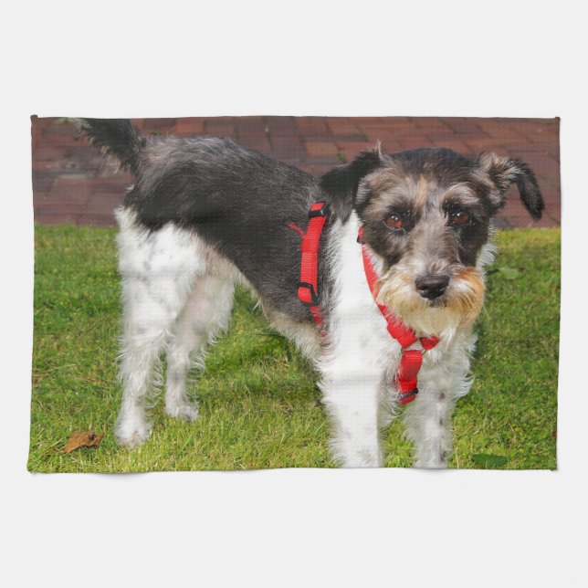 Linge De Cuisine jack russel terrier (Horizontal)