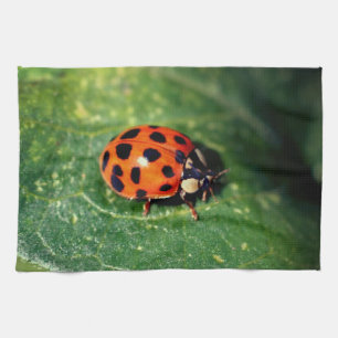 Linge De Cuisine Ladybug sur la feuille gros