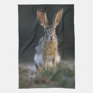Linge De Cuisine Lièvre à queue noire, Lepus californicus, 2