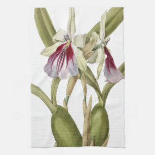 Linge De Cuisine Miltonia Spectabilis orchidée cuisine botanique to