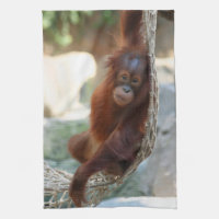 OrangUtan 001