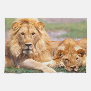 Linge De Cuisine Paire de lions africains, Panthera leo, Tanzanie