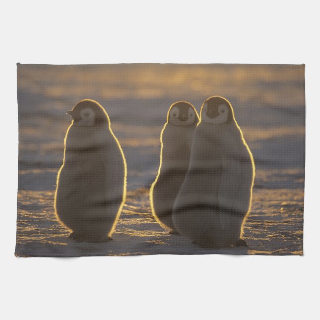 Linge De Cuisine Penguins empereurs (Horizontal)