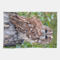 photographie de hibou