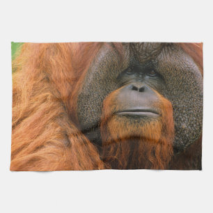 Linge De Cuisine Portrait d'un orang-outan mâle, Géorgie, États-Uni
