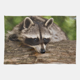Linge De Cuisine Raccoon mignon reposant sur un journal