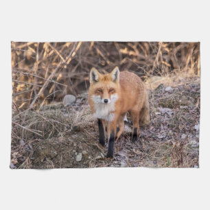 Linge De Cuisine Red Fox de près et personnel