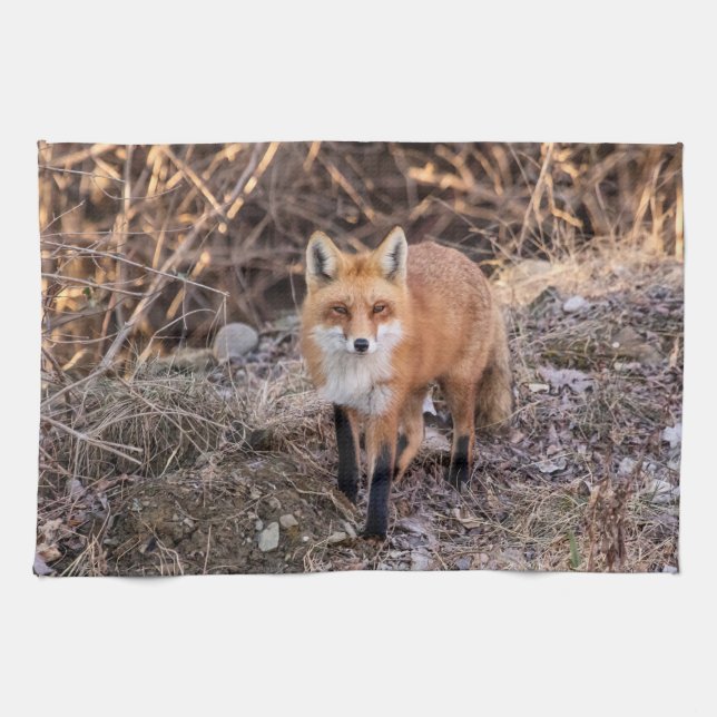 Linge De Cuisine Red Fox de près et personnel (Horizontal)
