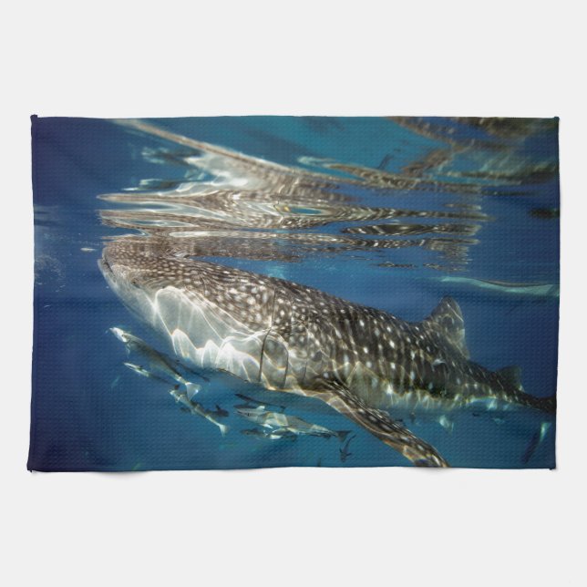 Linge De Cuisine requin baleine Oslob Philippines (Horizontal)