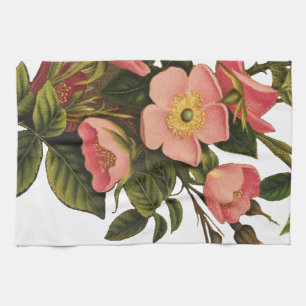 Linge De Cuisine Roses Anciennes Jolies Roses Botaniques Roses
