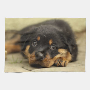 Linge De Cuisine Rottweiler20150901