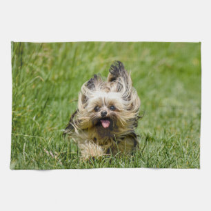 Linge De Cuisine Terrier Yorkshire mignon Traversant L'Herbe