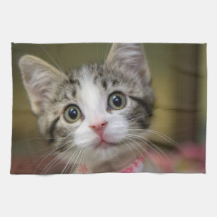 Linge De Cuisine Un chaton mignon avec des yeux verts