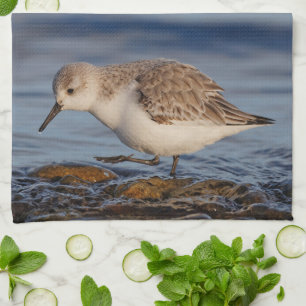 Linge De Cuisine Un Sanderling