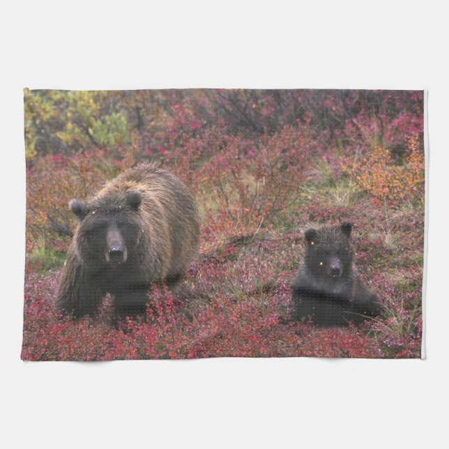 Linge De Cuisine USA, Alaska, Denali National Park. Ours grizzli (Horizontal)