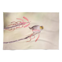 Verdin perché sur le pénis