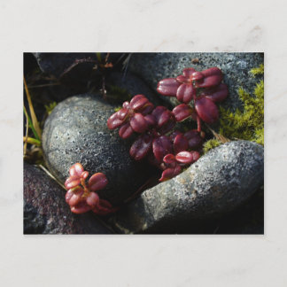 Lingonberry-Blätter - Herbstfarben, Insel Unalaska Postkarte