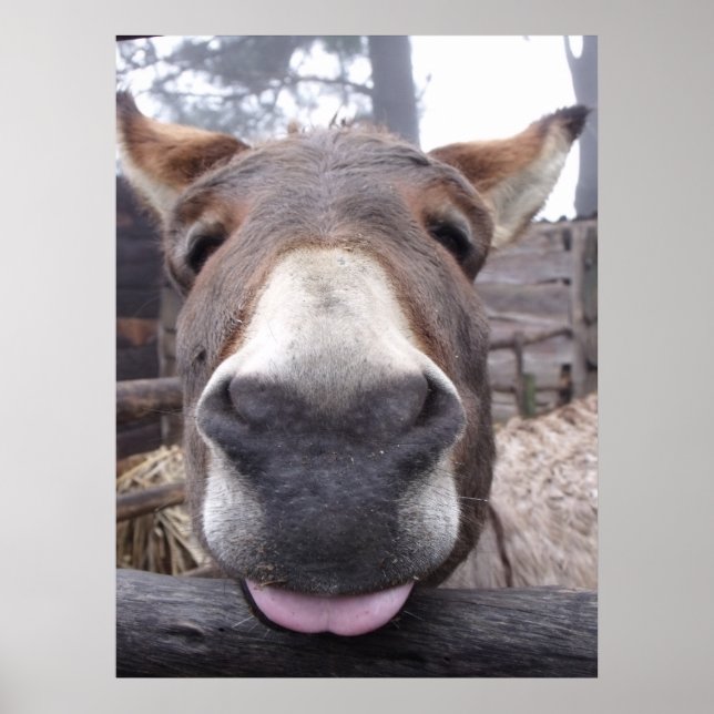 Linha Animal - Arre burriquito Poster (Vorne)