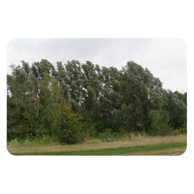 Linie der Leaning Bäume Landschaft Premium Magnet (Horizontal)