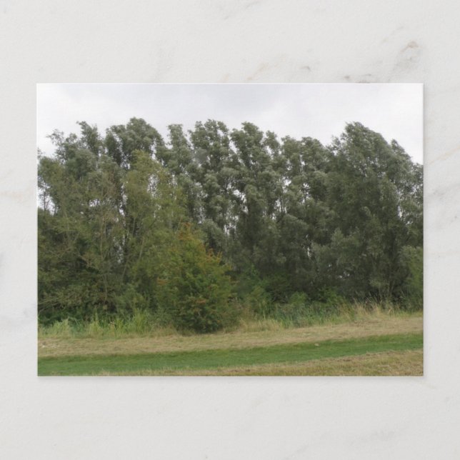 Linie der Vermietung Bäume Landschaft Postkarte (Vorderseite)
