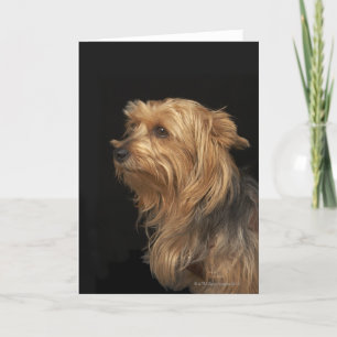Links schwarz-braunes Yorkie-Profil Karte