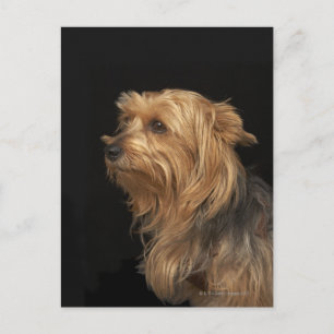 Links schwarz-braunes Yorkie-Profil Postkarte