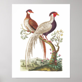 Linnaeus Birds - Chinesische Fasane Poster