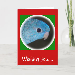 linnie parakeet carte noël joyeuses fêtes