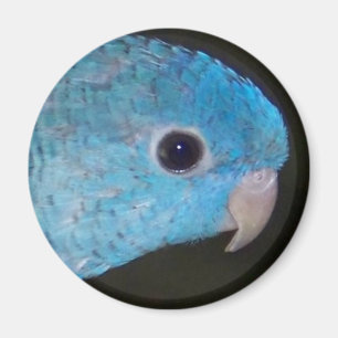Linnie Parakeet Magnet