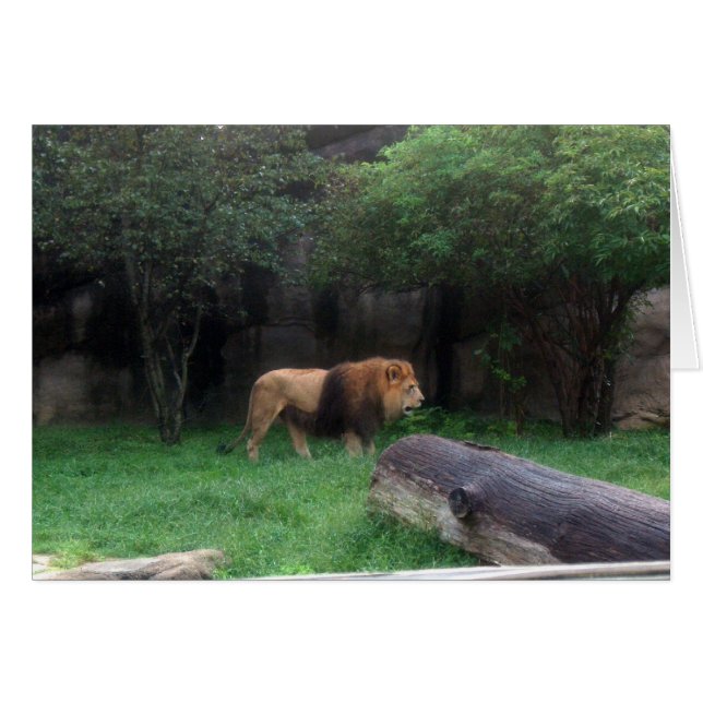 Lion (Vorderseite (Horizontal))