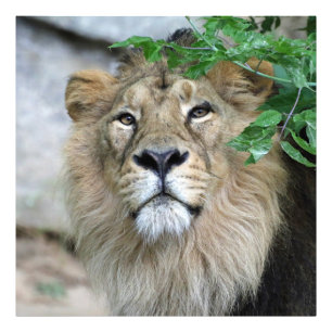Lion20150605 Fotodruck
