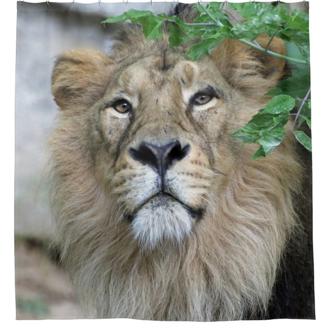 Lion 002 duschvorhang (Vorderseite)